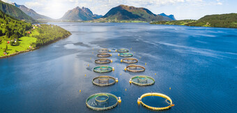 Compresor en funcionamiento en acuicultura: una solución energéticamente óptima de KAESER KOMPRESSOREN para un uso sostenible del aire comprimido.